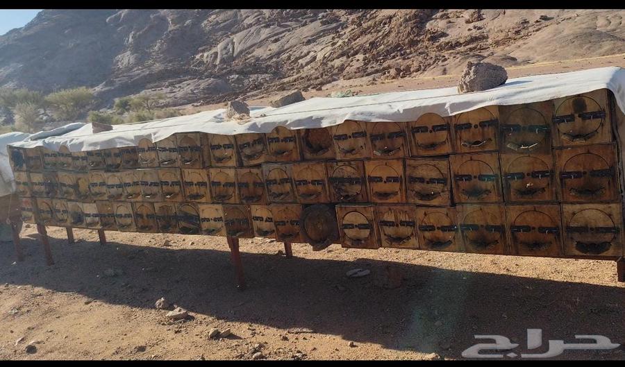 عسل الطيبيين الاصلي64230646426113113