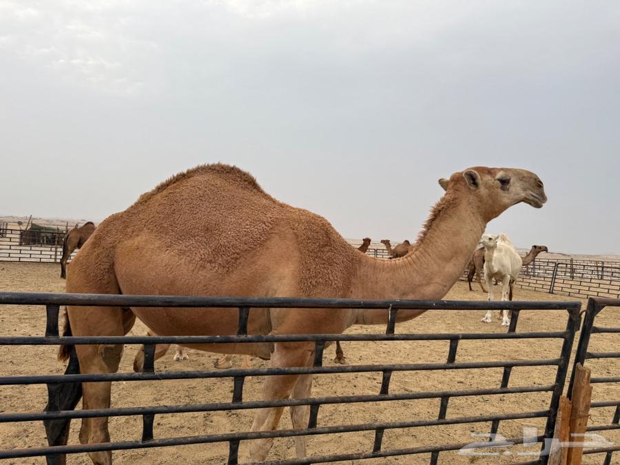 للبيع بكره شماليه حمراء64222773814530110