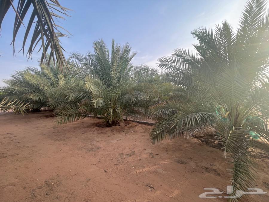 Large Sukkari dates, high-quality product from Al-Mazahimiyah64226186615811110