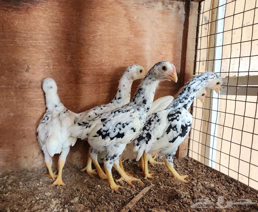 (تم البيع) فروخ كوشامو ألماني64213611414659112