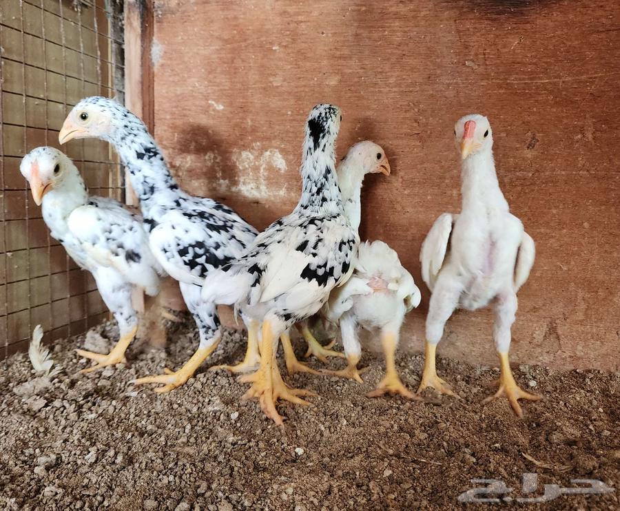 (تم البيع) فروخ كوشامو ألماني64213611414659111