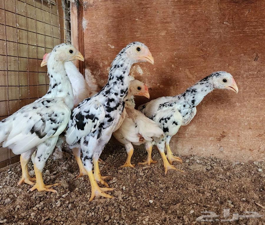 (تم البيع) فروخ كوشامو ألماني64213611414659114