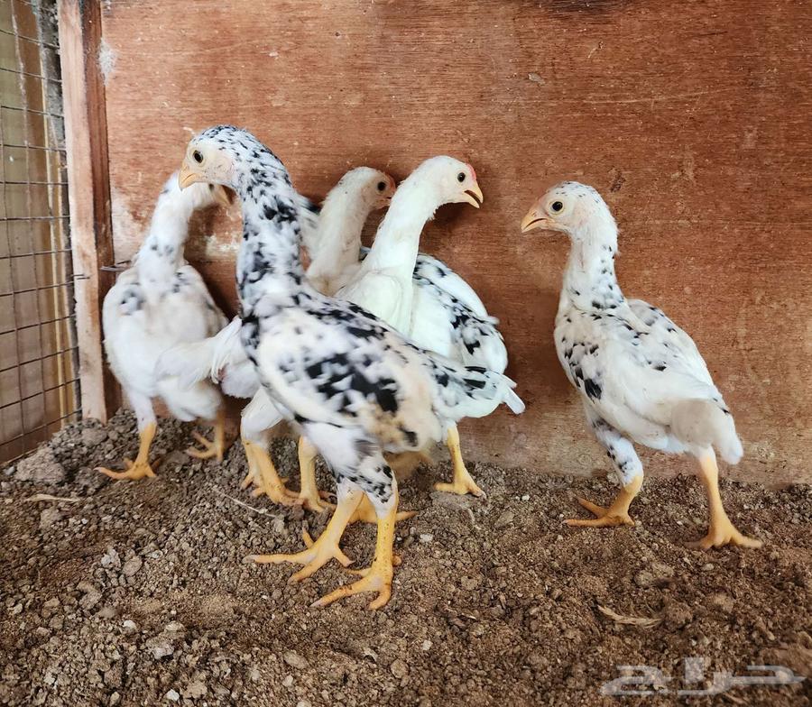 (تم البيع) فروخ كوشامو ألماني64213611414659110