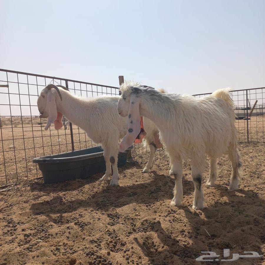 عنز مشروكه تحتها تيس صنف64222979386369113