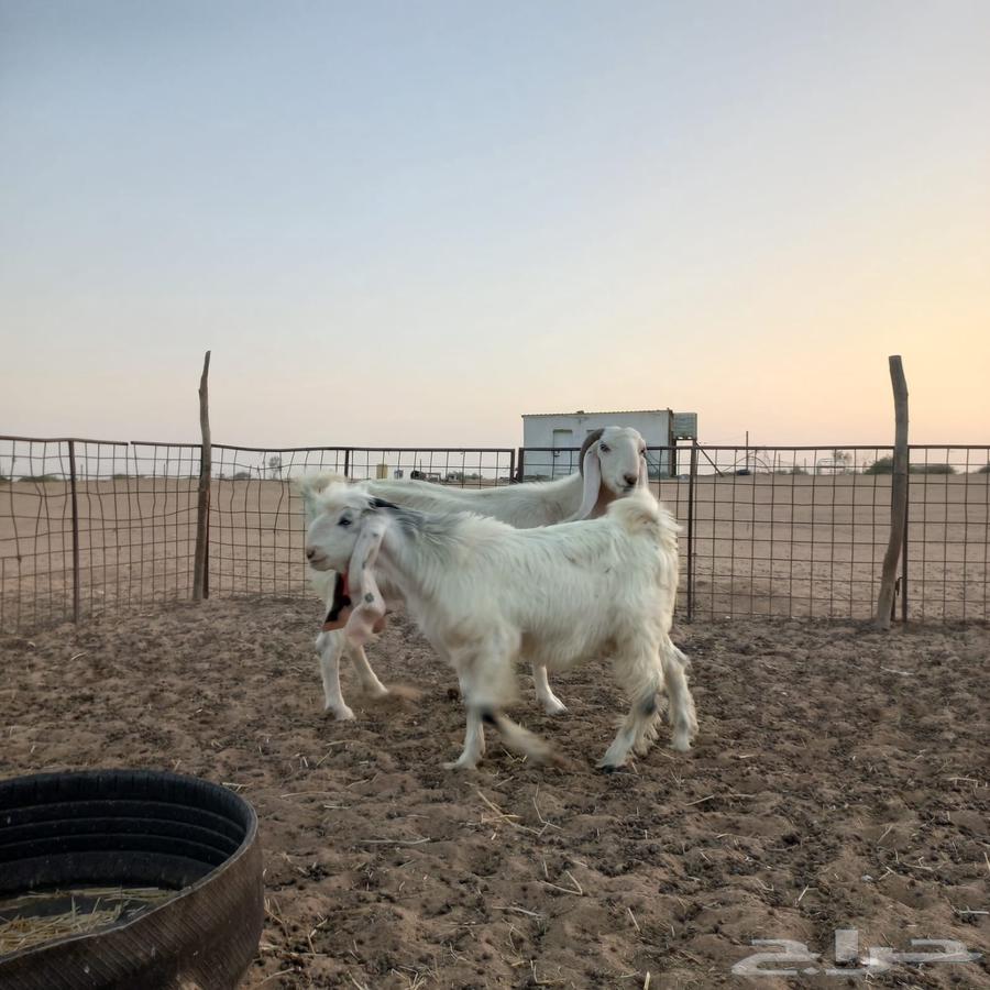 عنز مشروكه تحتها تيس صنف64222979386369112