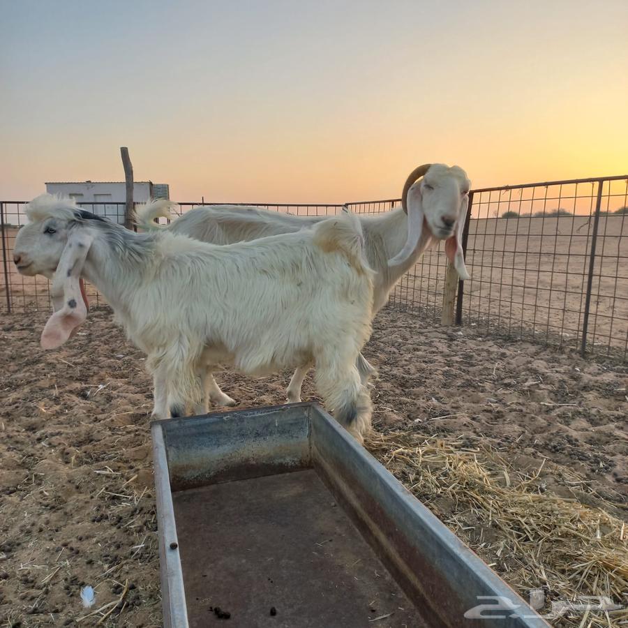 عنز مشروكه تحتها تيس صنف64222979386369110