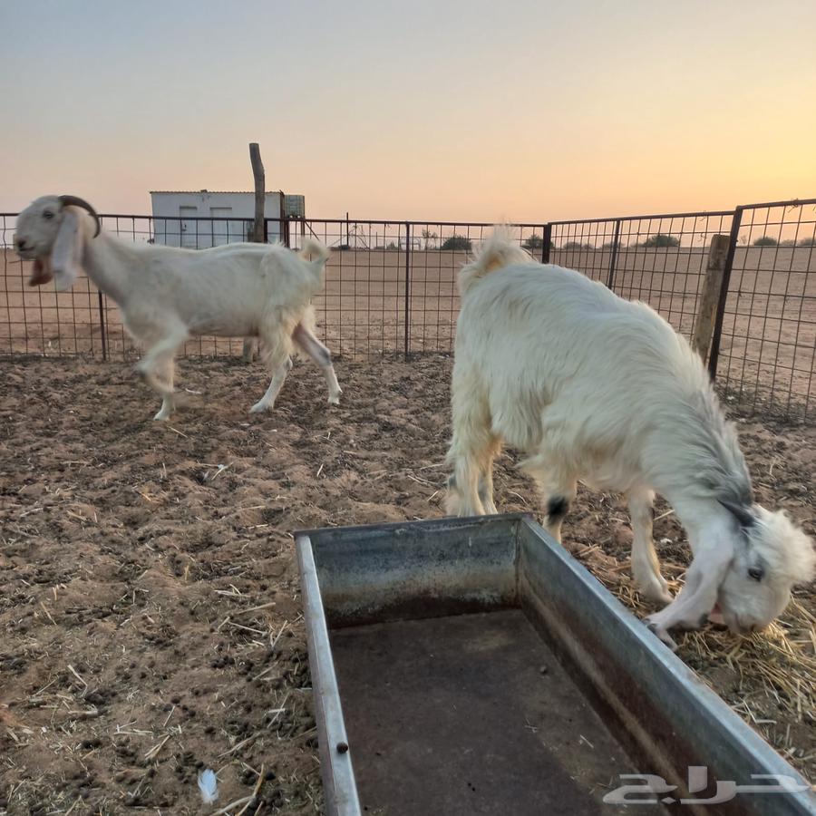 عنز مشروكه تحتها تيس صنف64222979386369111