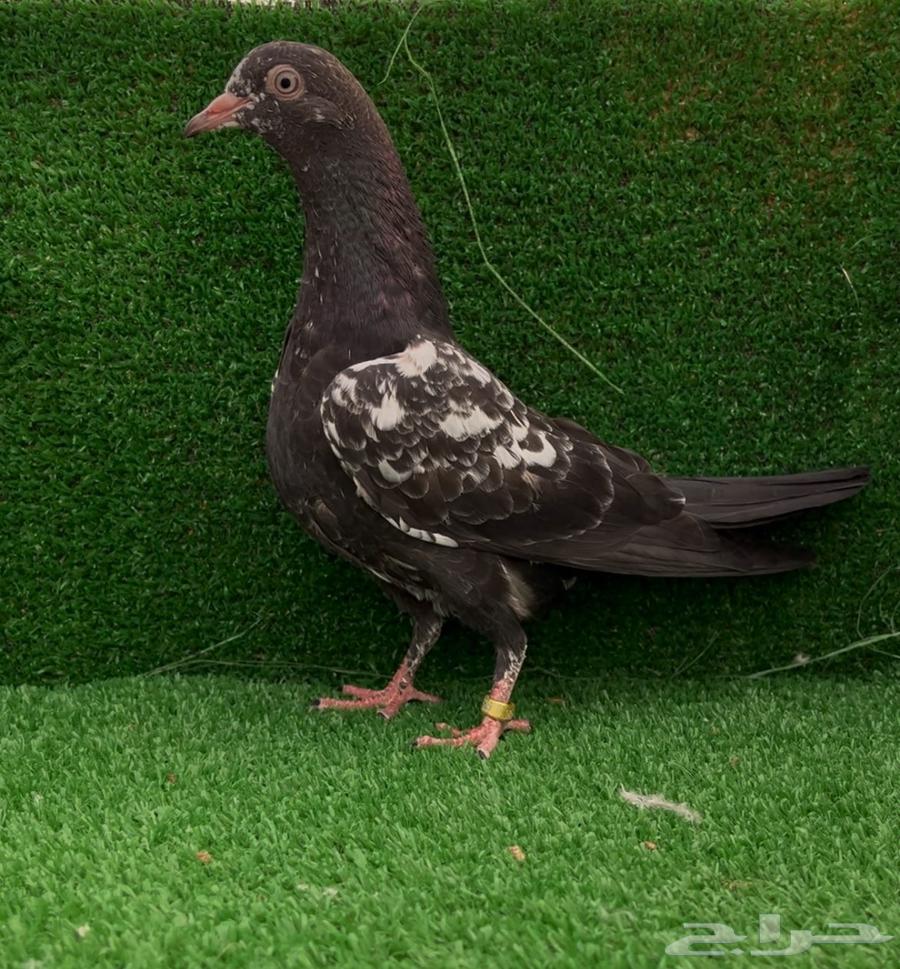 طبات حمام باكستاني ((تم البيع ))64225361058051113