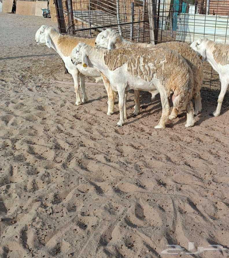 4 camels of Halal Al-Sayad's breed in Al Majma'ah - Price available64247934333826111