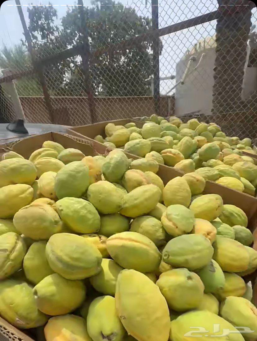 لوز ويوجد توصيل لكل المناطق64237524039553114