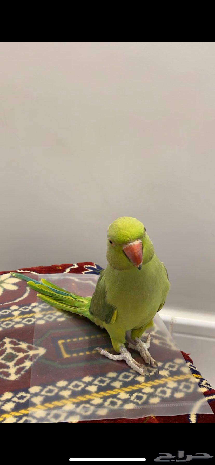 ببغاء الدرة انثى اليفه64255056553475113