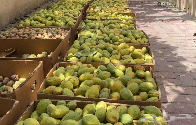 لوز ويوجد توصيل لكل المناطق64237524039553110