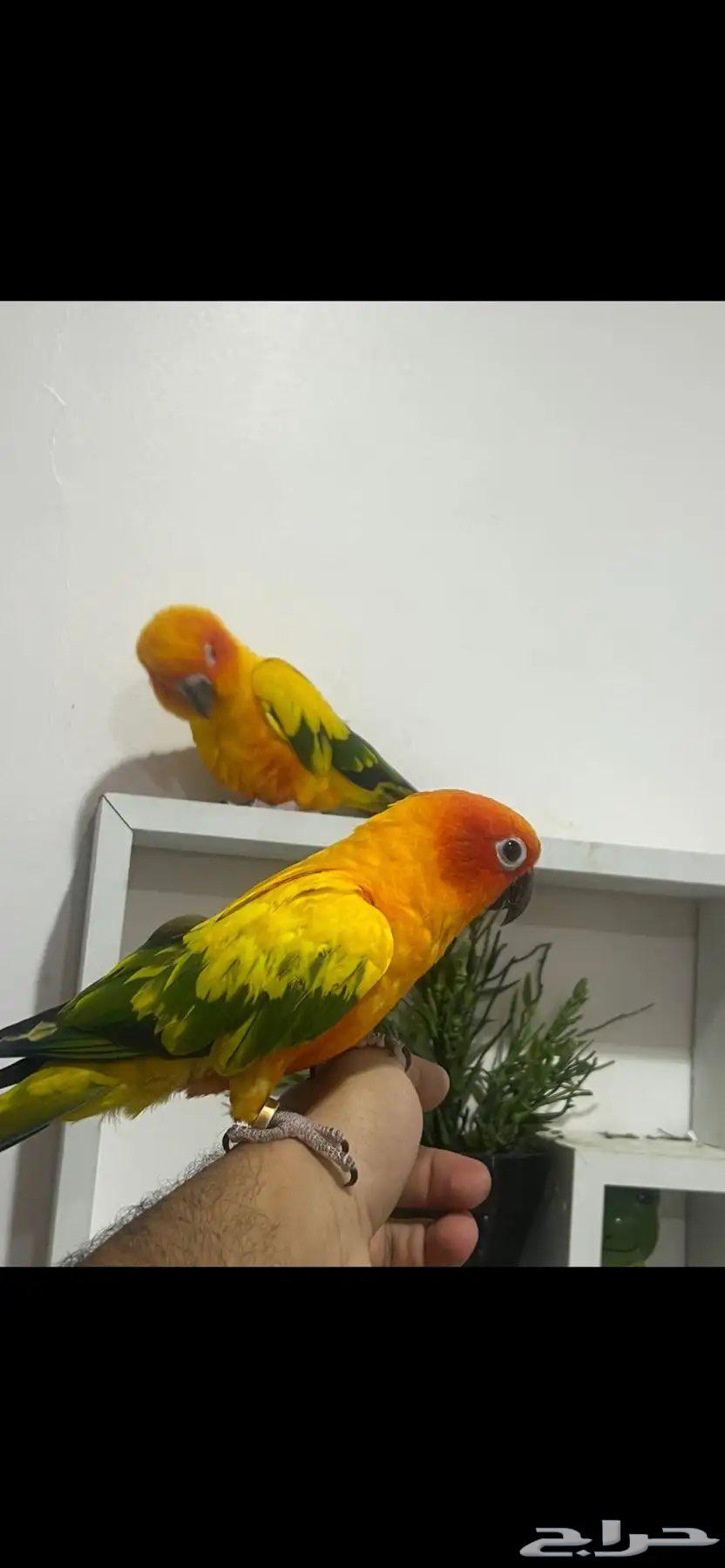 جوز صن كنيور مميز او البيع للانثى وحدها64248287521283110