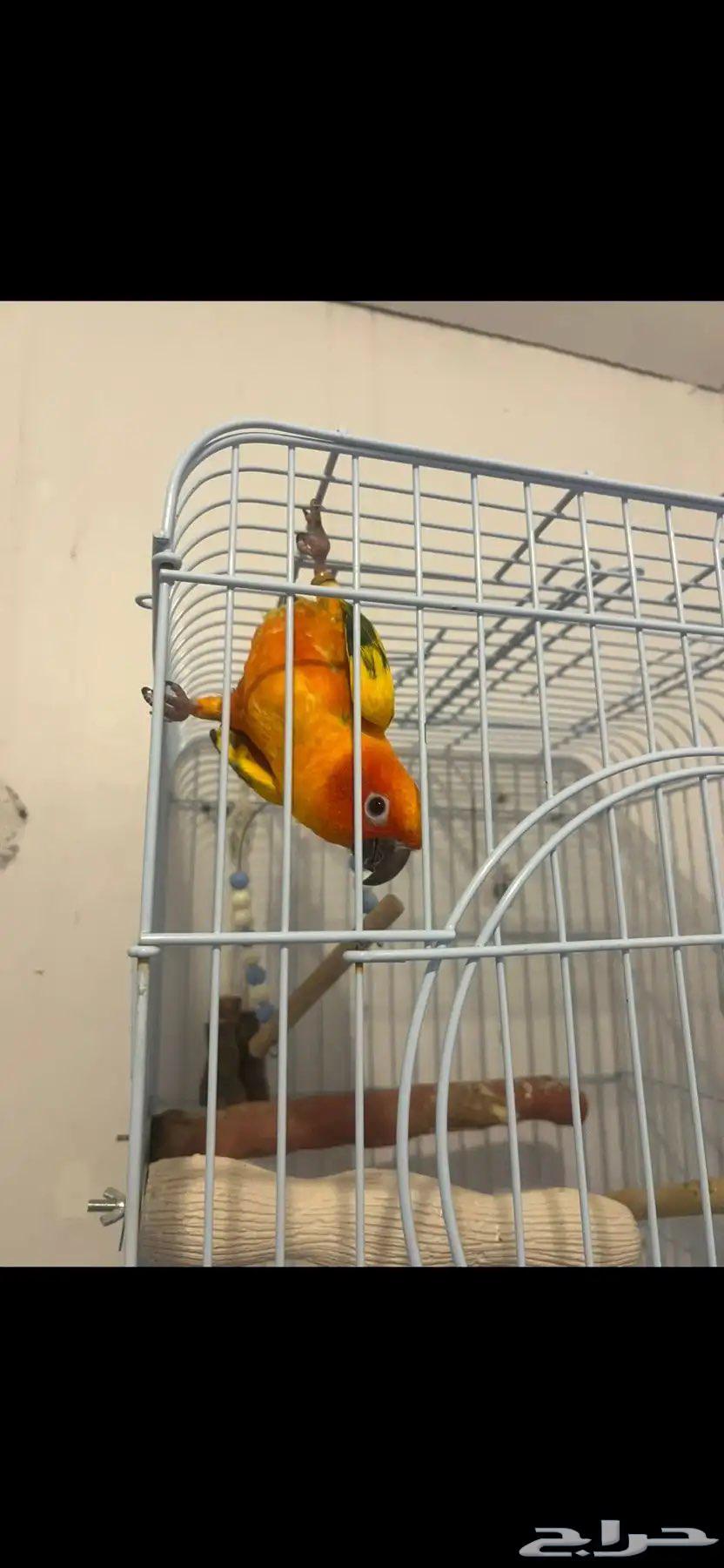 جوز صن كنيور مميز او البيع للانثى وحدها64248287521283113