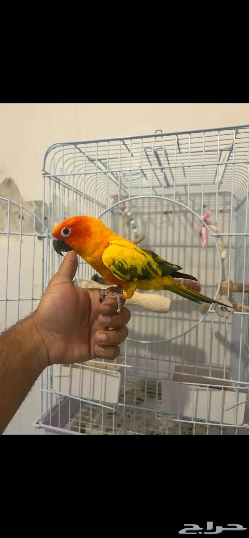 جوز صن كنيور مميز او البيع للانثى وحدها64248287521283114