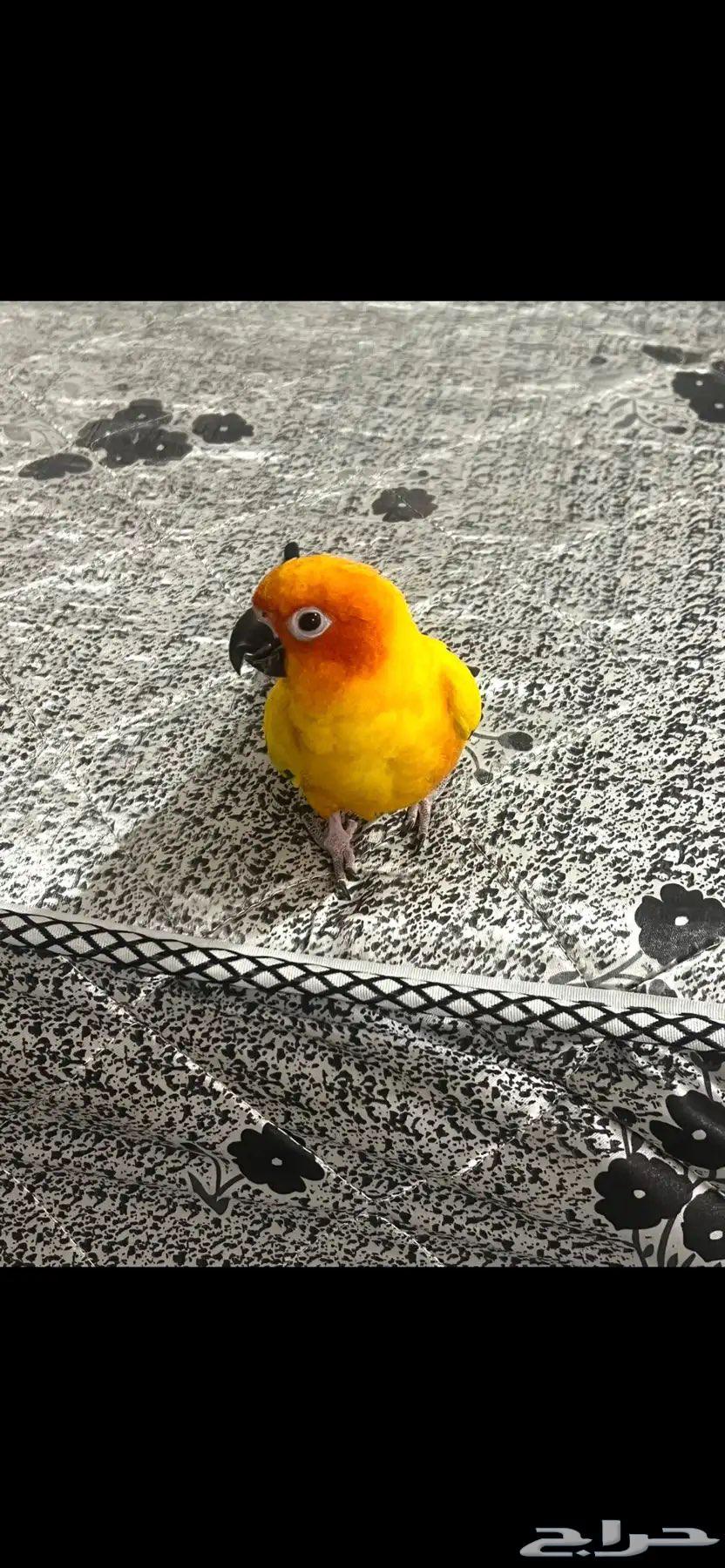 جوز صن كنيور مميز او البيع للانثى وحدها64248287521283112