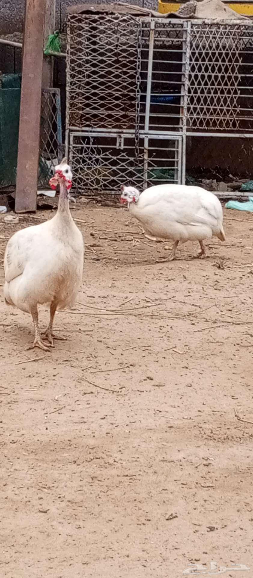 تم البيع النوع حجل شباب ومنتج64250415793411111