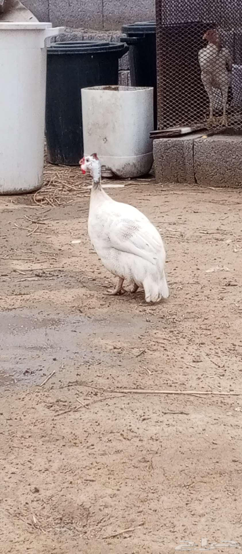 تم البيع النوع حجل شباب ومنتج64250415793411112