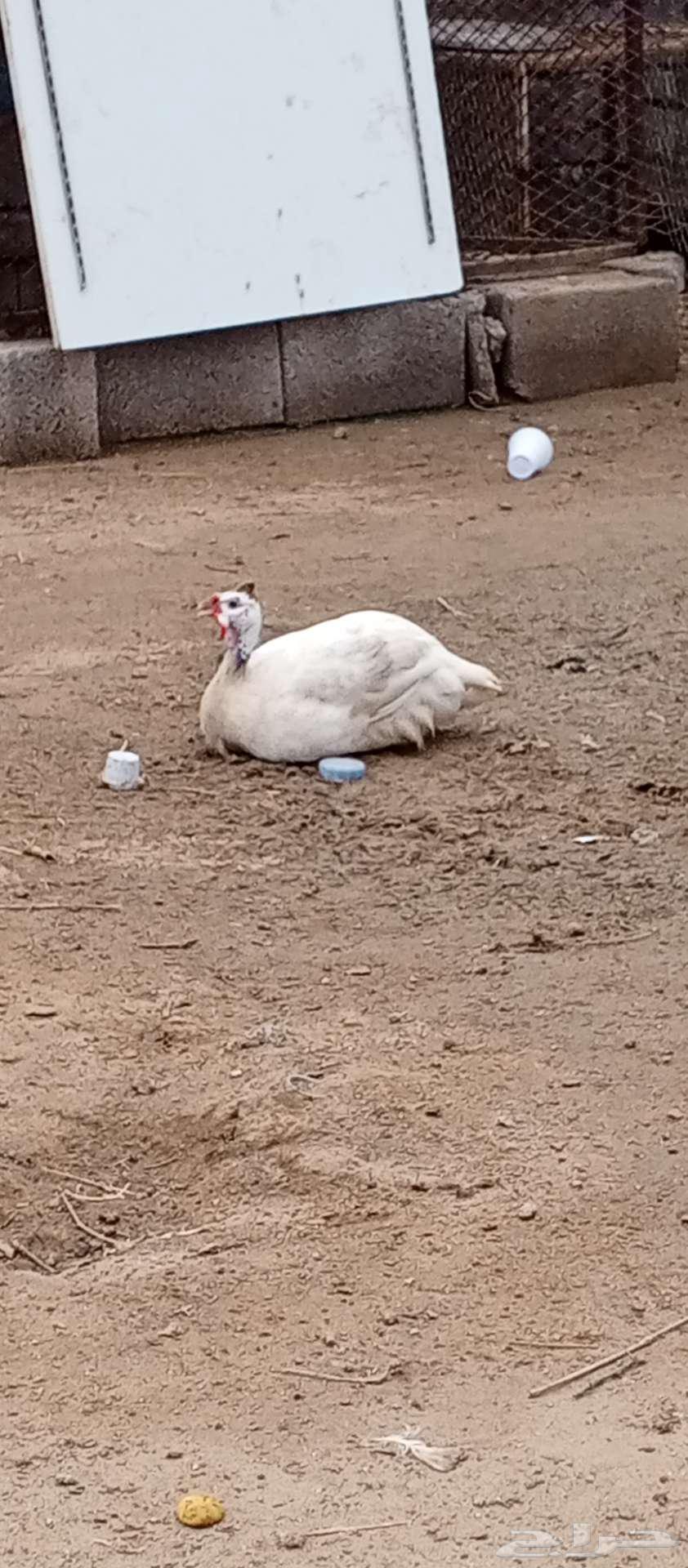 تم البيع النوع حجل شباب ومنتج64250415793411110