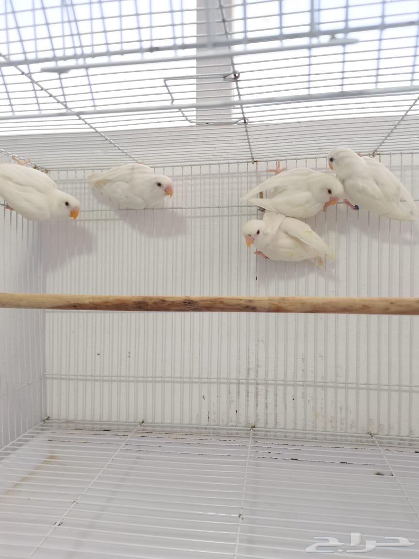 زور البينو64251724890881111