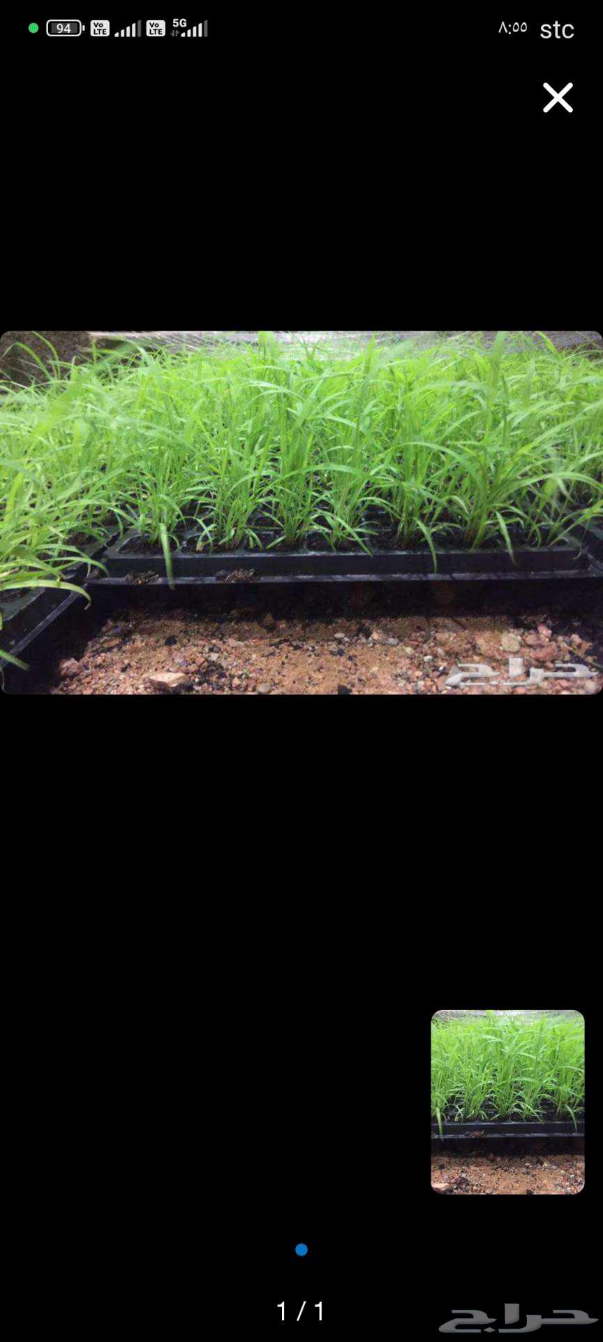 شتلات بونيكام مومباسا اف ون64238371424129111