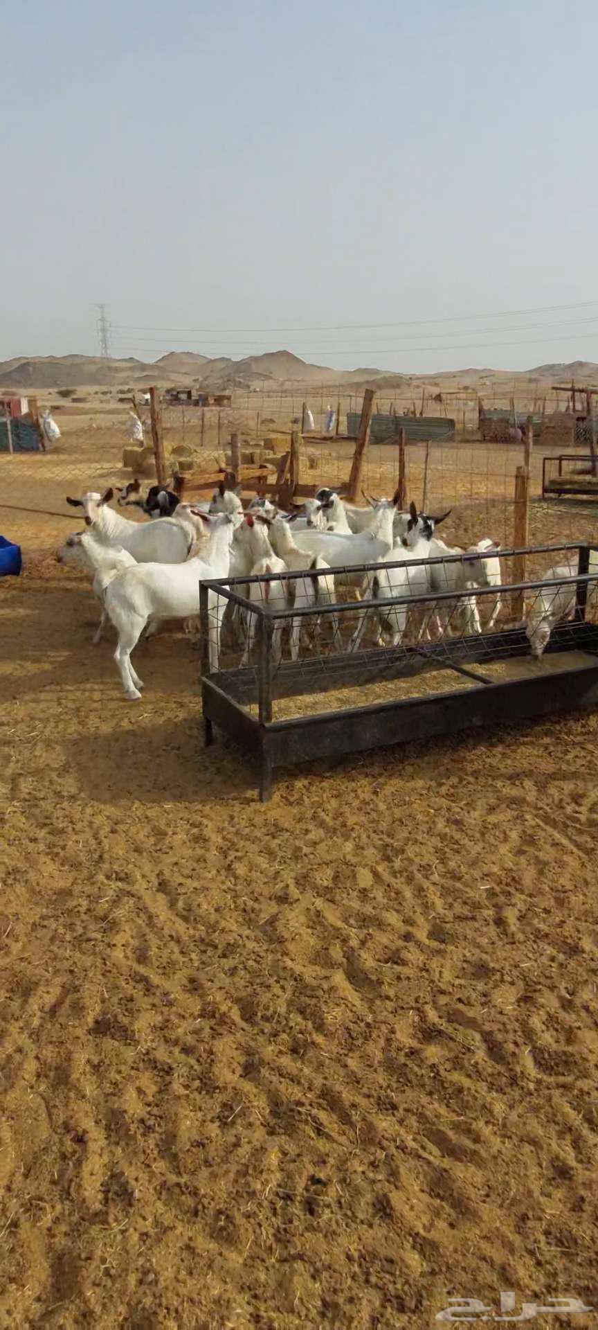 تيوس شحم ويوجد جفار مقنا64239373046658113