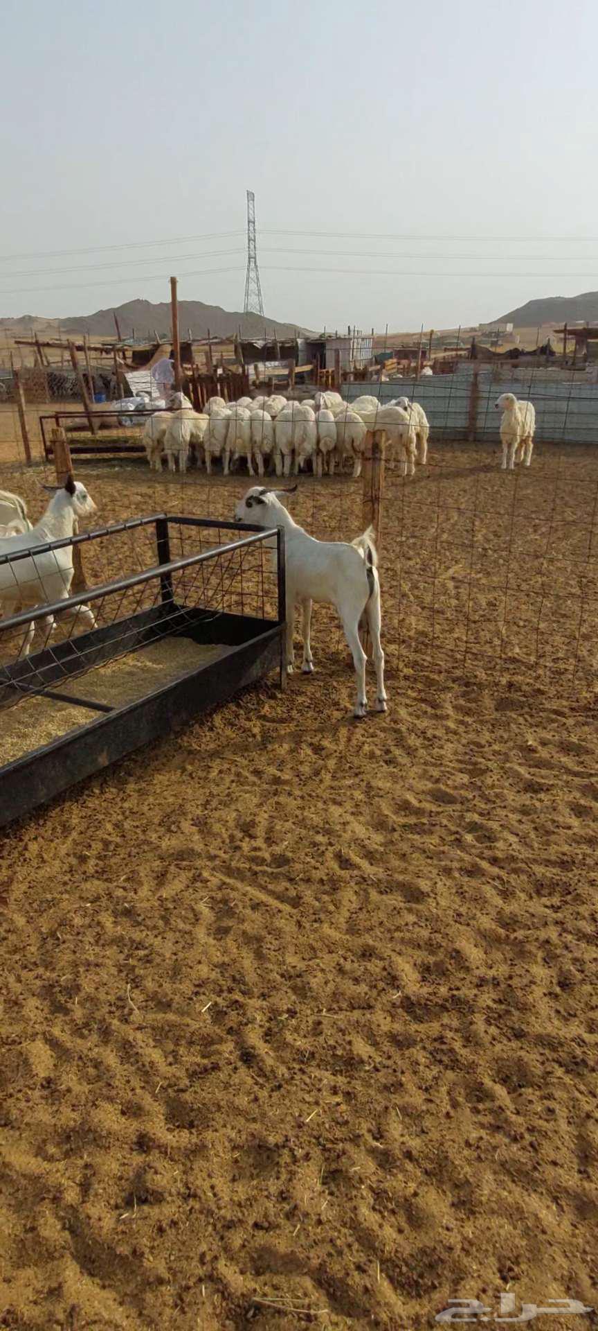 تيوس شحم ويوجد جفار مقنا64239373046658114