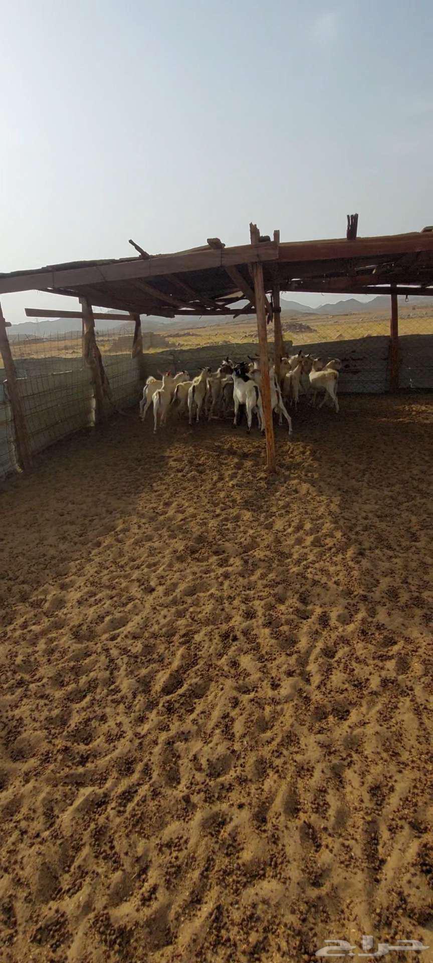 تيوس شحم ويوجد جفار مقنا64239373046658111