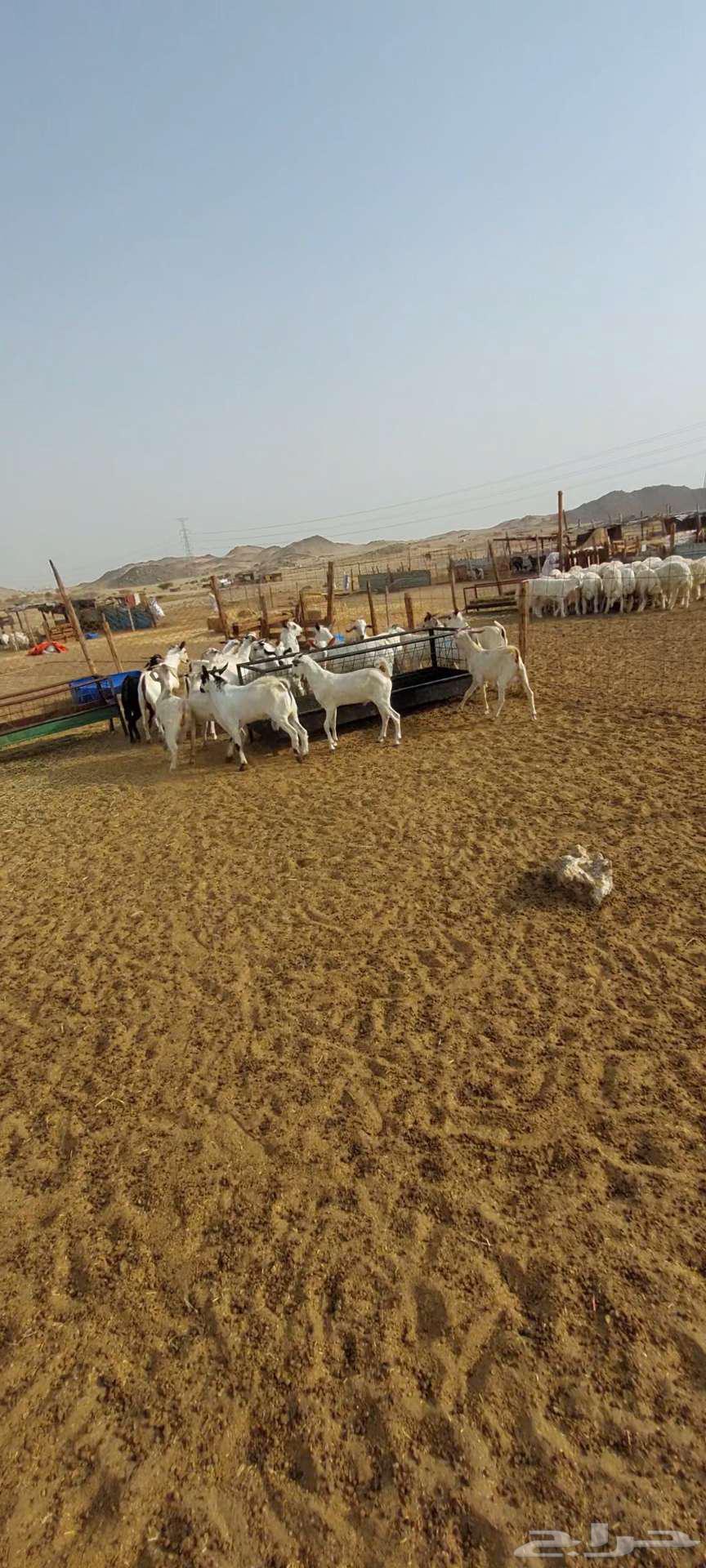 تيوس شحم ويوجد جفار مقنا64239373046658112