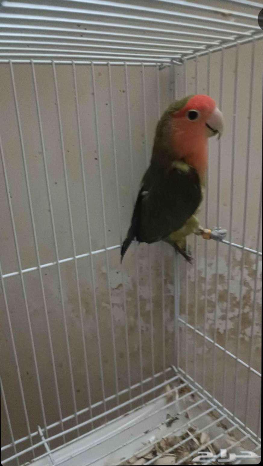 Dhikr Al-Roz (Ready for Production)64246989341059110