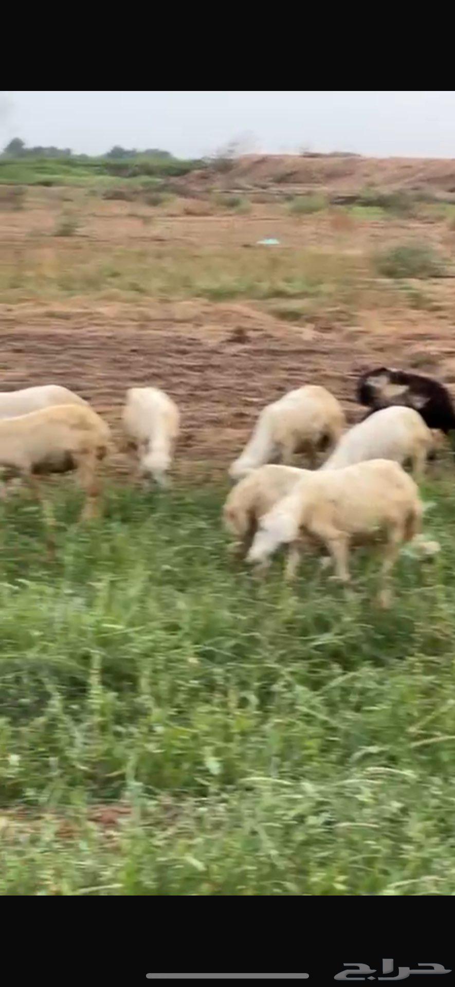 عدد 29 كبش بلدي للبيع اعمار من 7 اشهر عليها 650 المطلوب 70064256938136834110
