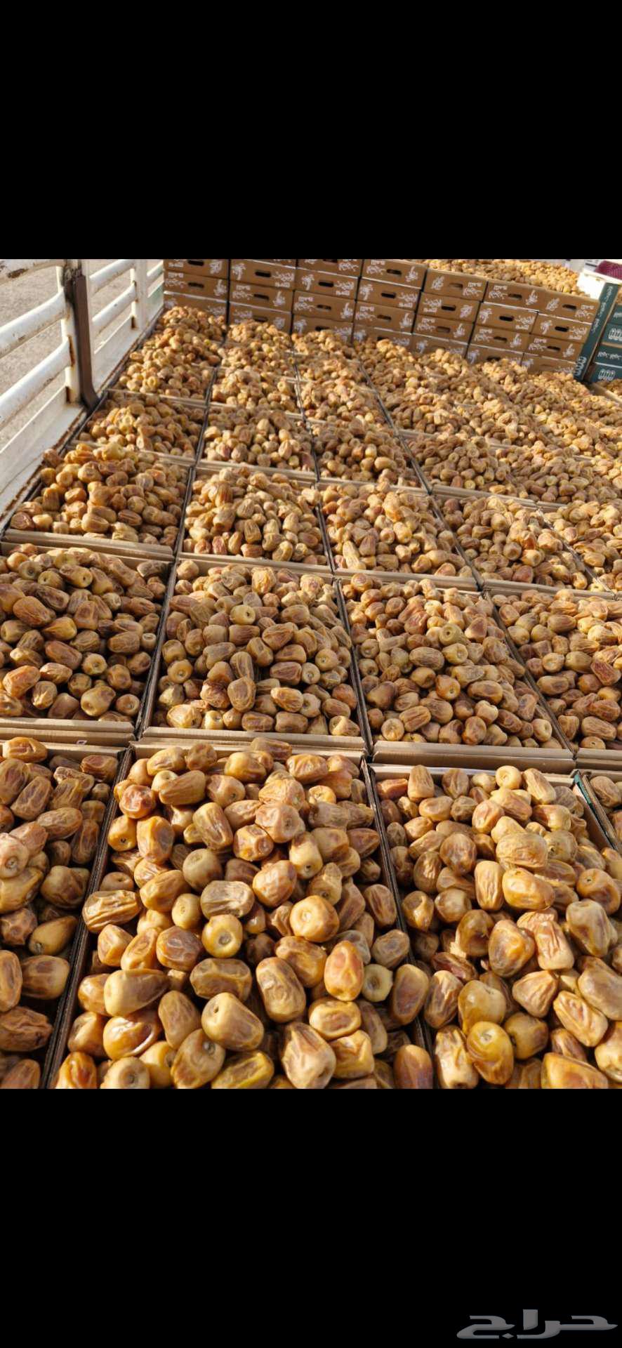 تمر سكري القصيم خراف هذي السنه من القصيم مباشره لمكه وجده64242629773443110