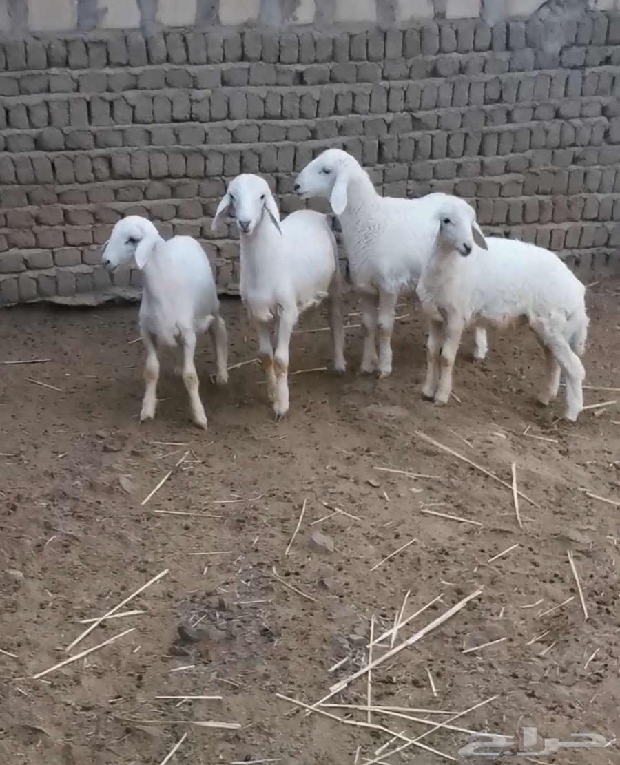 للبيع 4 طليان64236087415811111