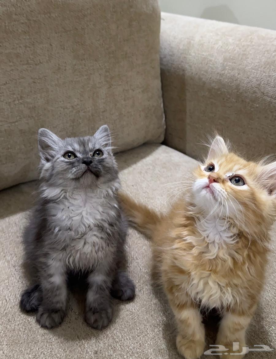 ذكر وانثى للبيع64244433827714110