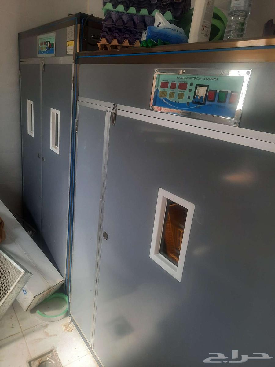 فقاستين للبيع64238174839809111