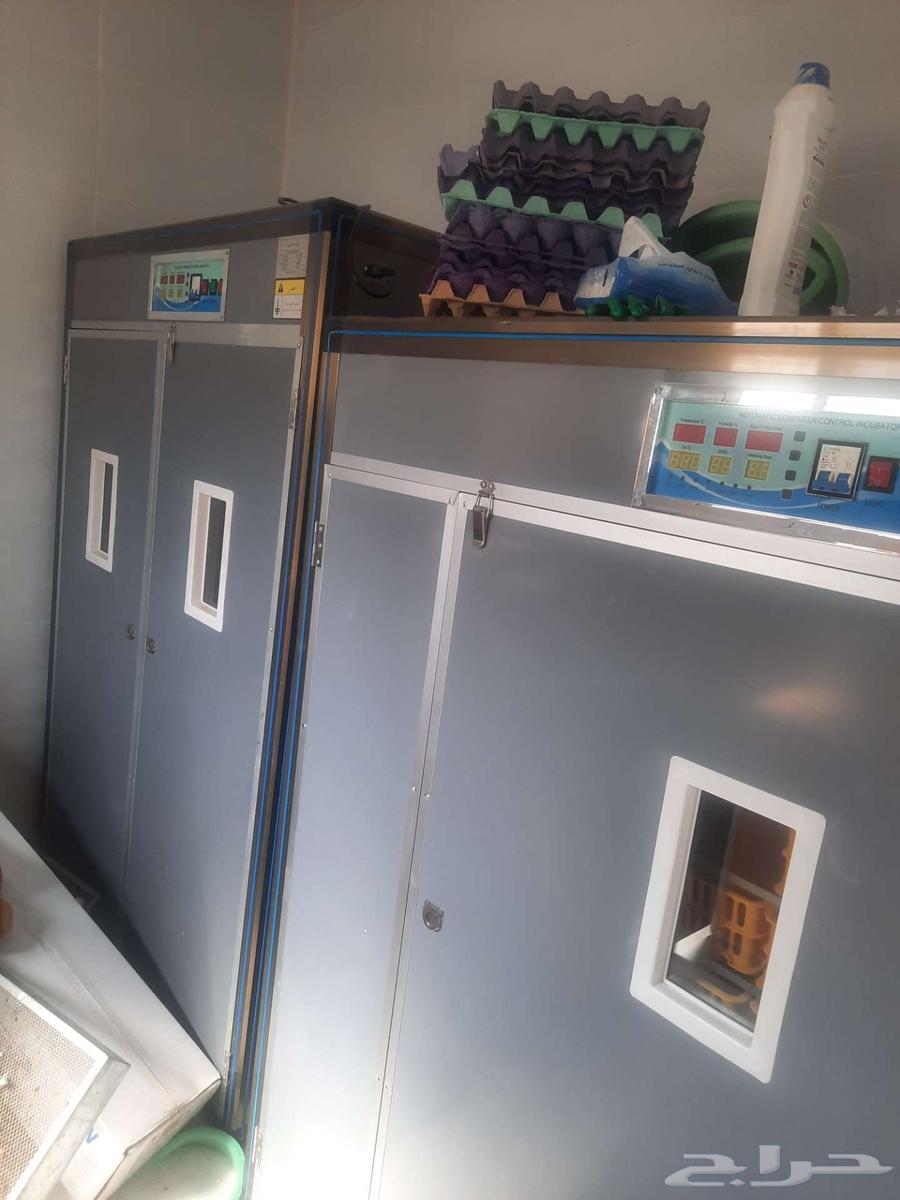 فقاستين للبيع64238174839809110