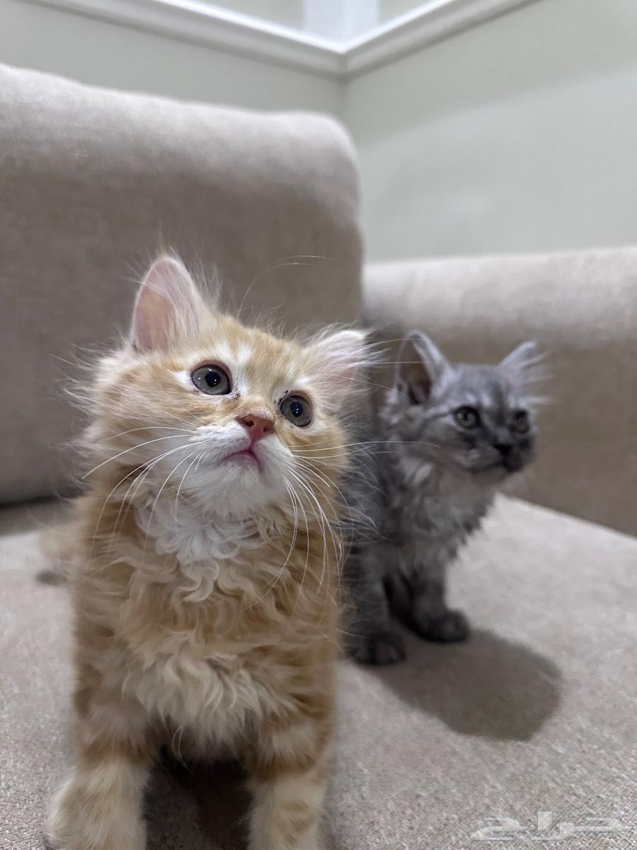 ذكر وانثى للبيع64244433827714112