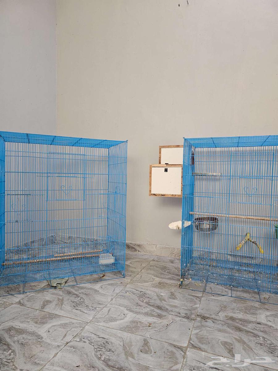 للبيع اقفاص واستاندات طيور كبيره64244772002433112