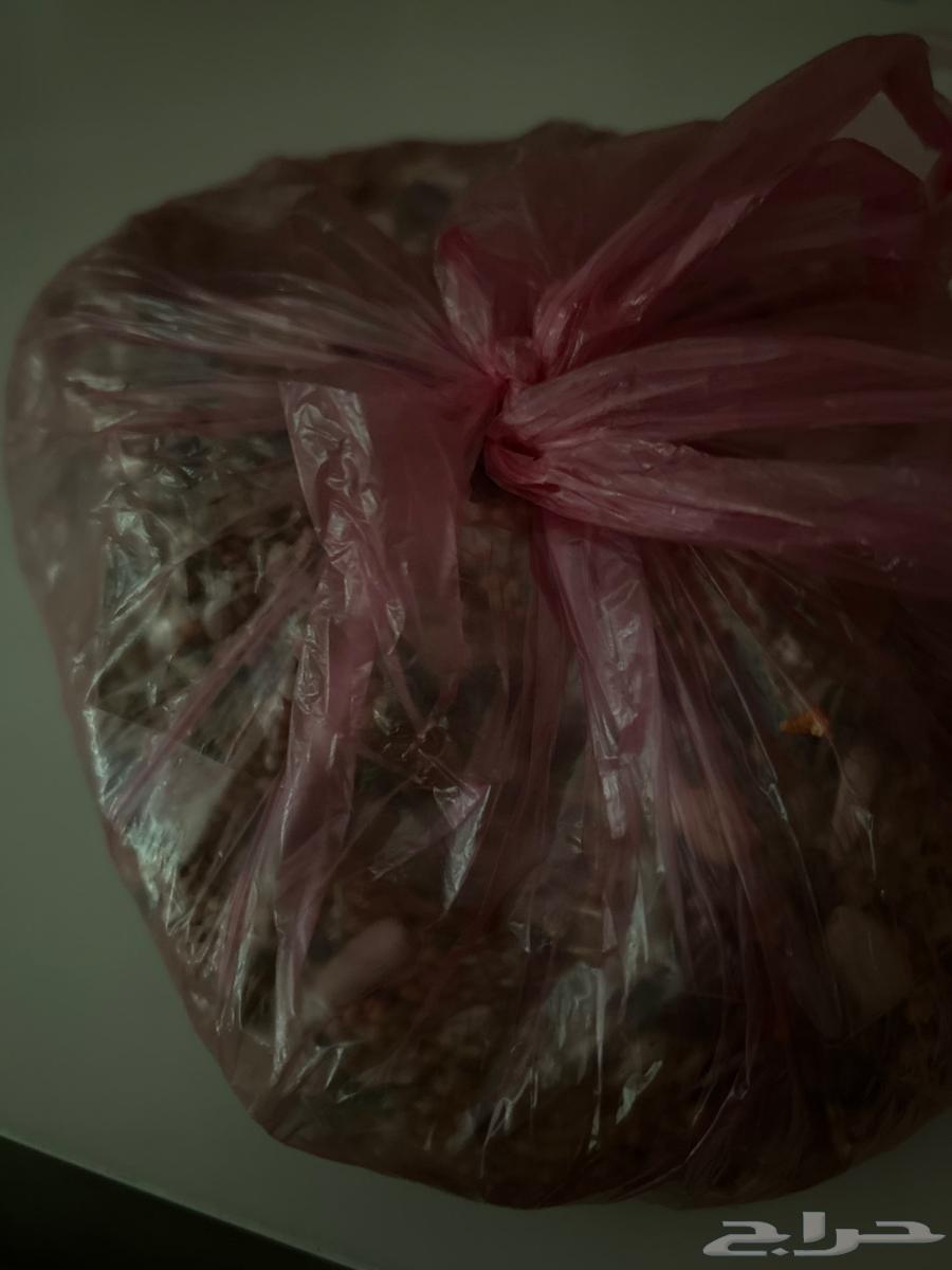 اكل طيور64245969137155110