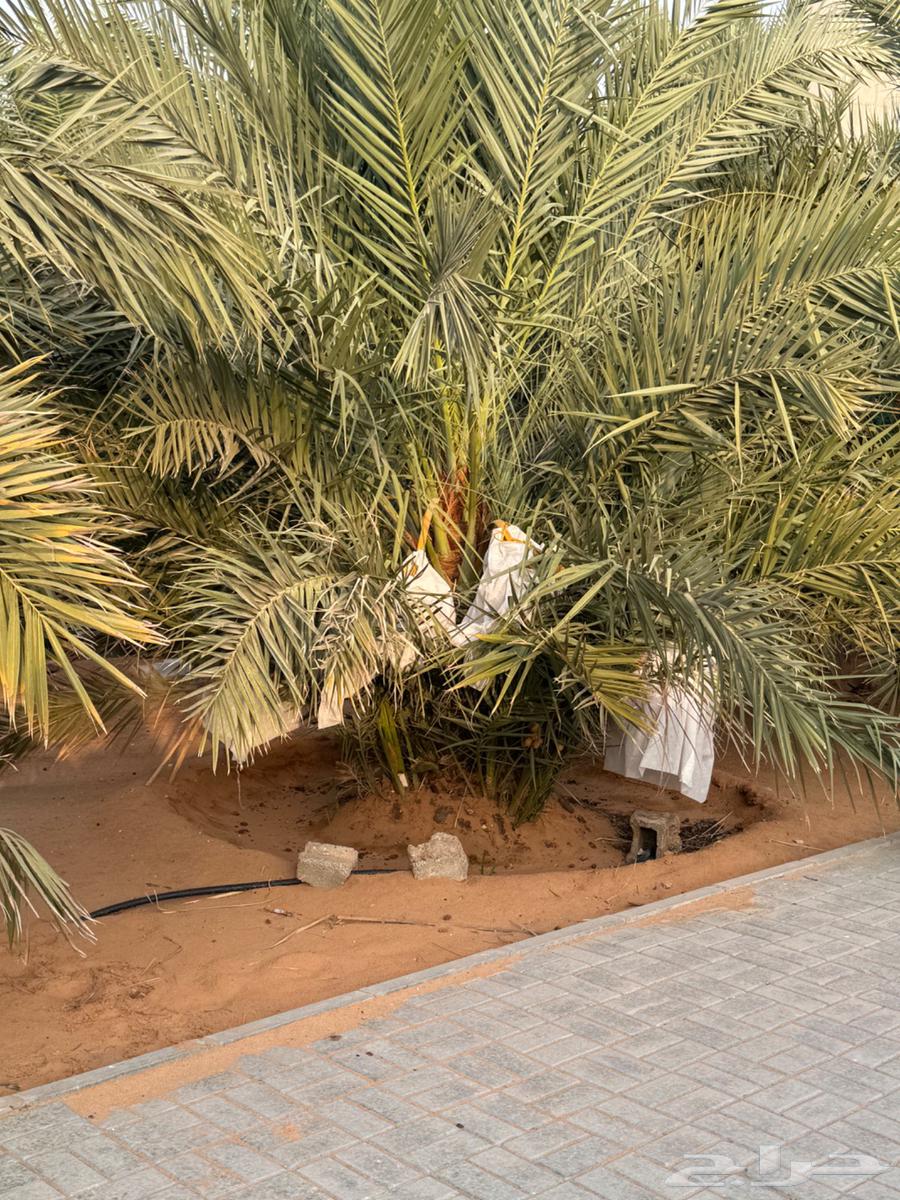 Majdool Date Palm Sapling64247713308547110