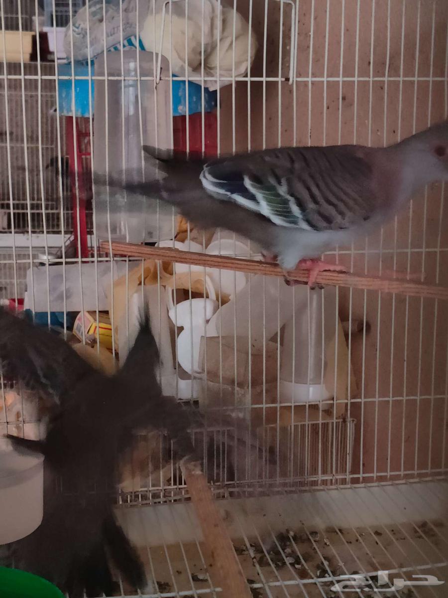 يمام خلخليت الاحساء64249245061763111