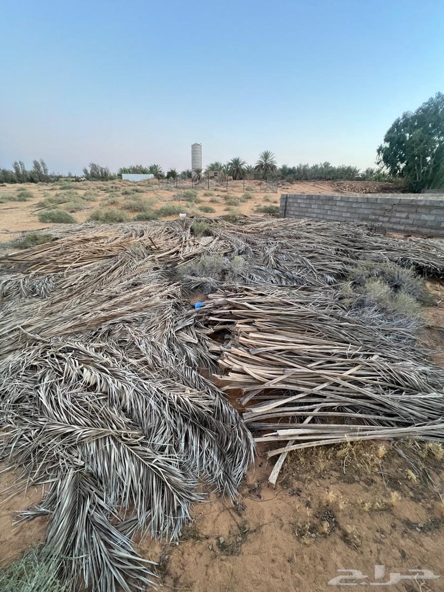 عسب نخل علف64250415550721110