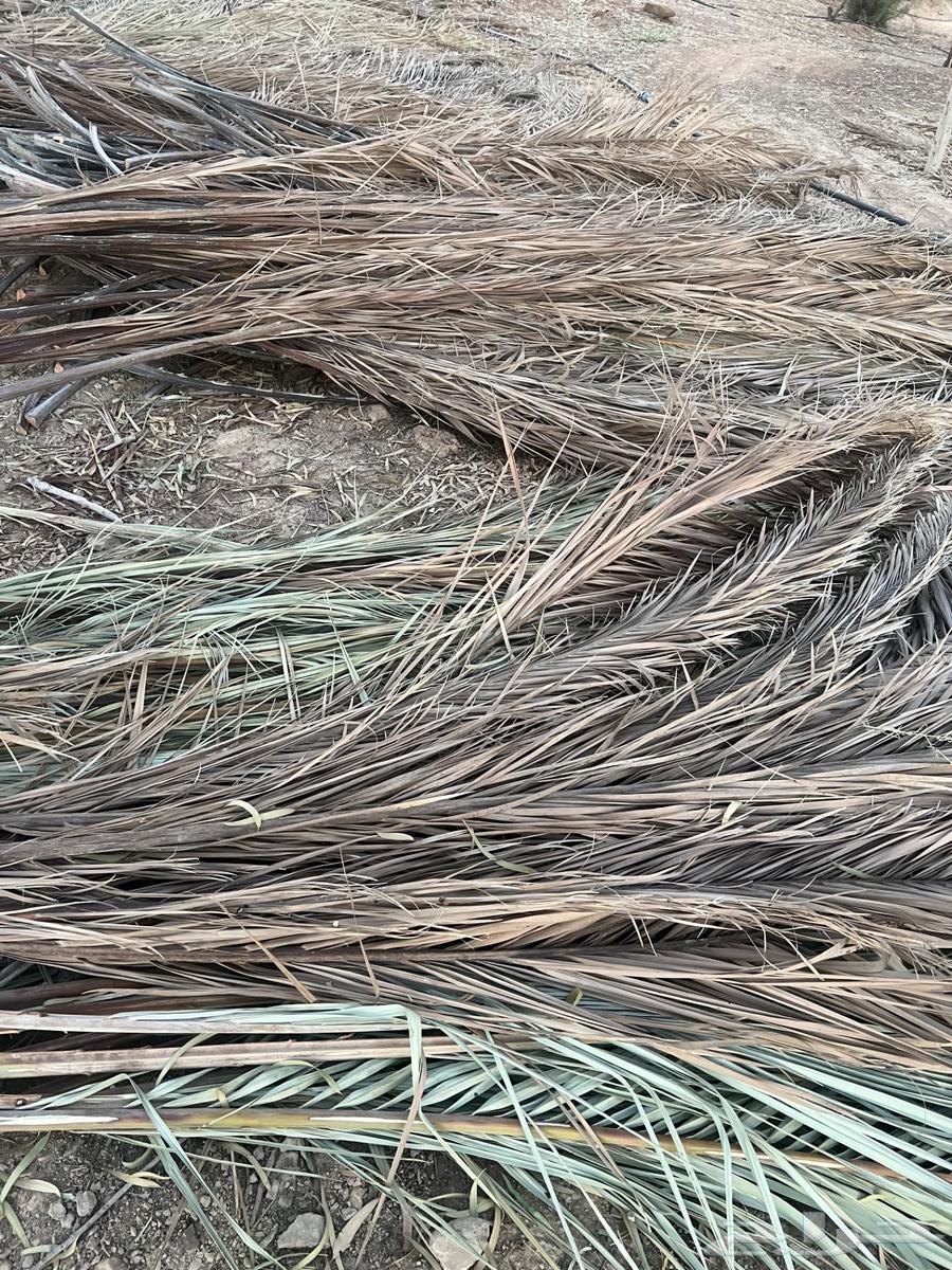 عسب نخل علف64250415550721112