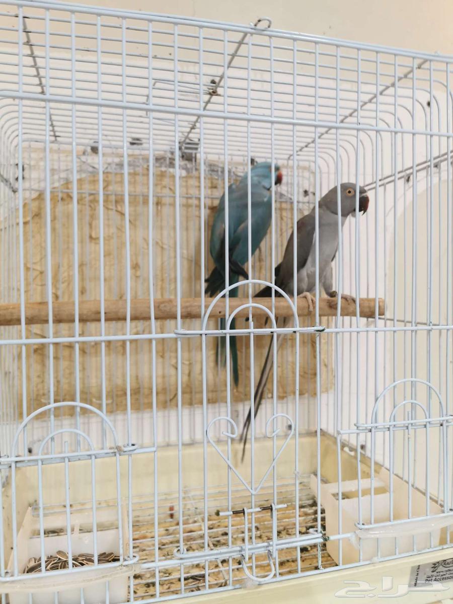 للبيع اجوز بيابي الاحساء64250610810242111