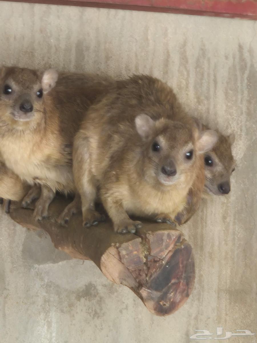 أناثي وبران منتجة للبيع64228386371585110