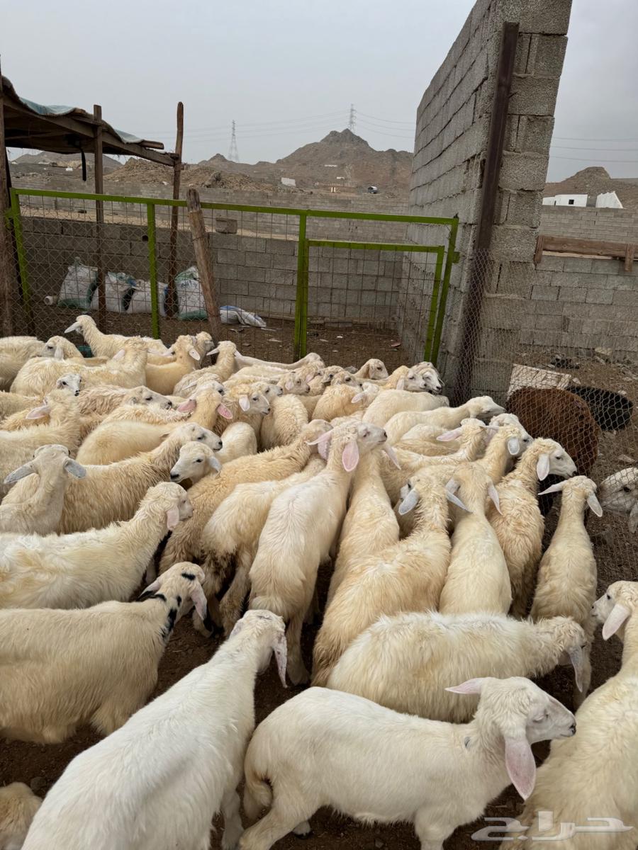 طليان ورخال حري بلدي64251242680578112