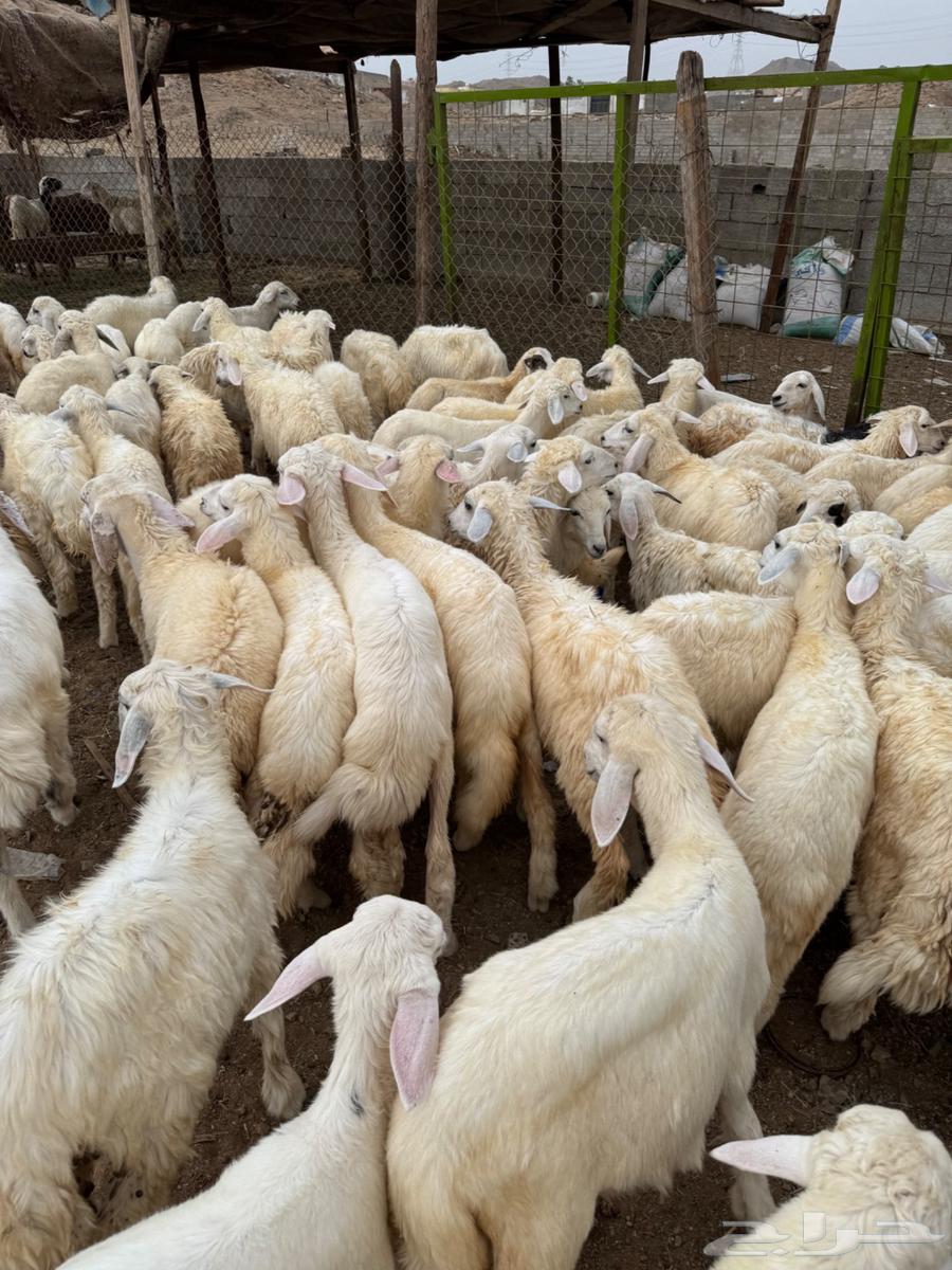 طليان ورخال حري بلدي64251242680578111