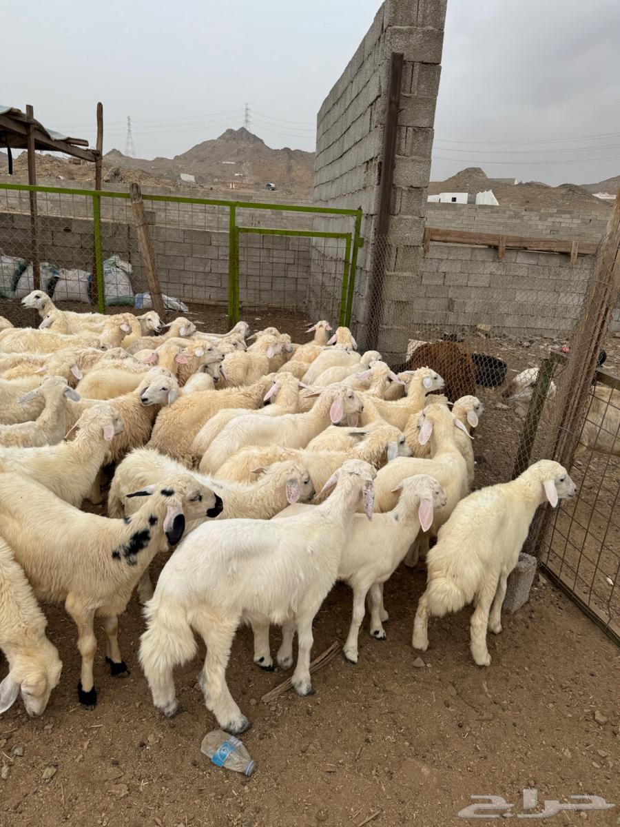 طليان ورخال حري بلدي64251242680578114