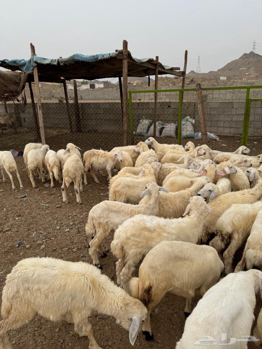 طليان ورخال حري بلدي64251242680578113