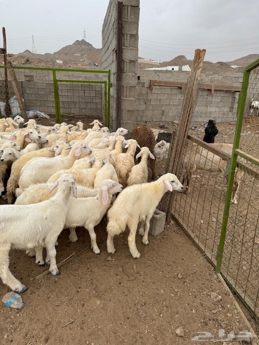 طليان ورخال حري بلدي64251242680578110